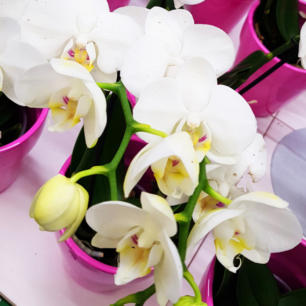 Шоу орхидей в «Бауцентре»