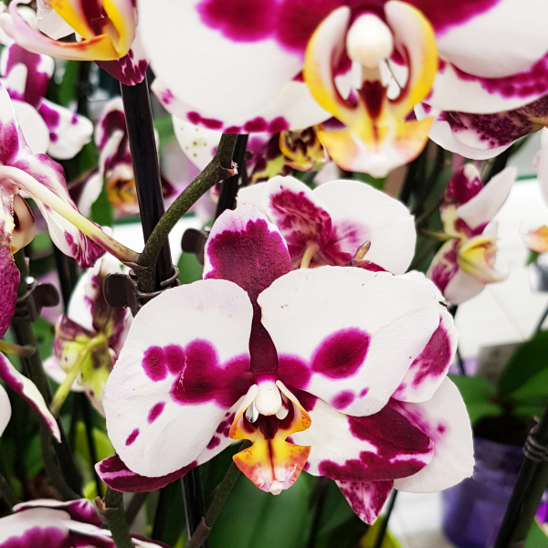 Шоу орхидей в «Бауцентре»